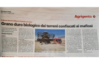 Giornale di Sicilia - Grano duro dai terreni confiscati ai mafiosi