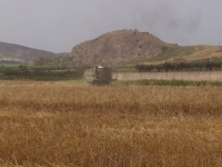 Trebbiatura a Ribera